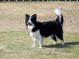 最后的起源英格蘭牧羊犬技能介紹