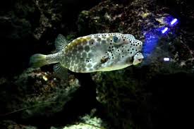 哪种海洋生物有海上庄稼之称