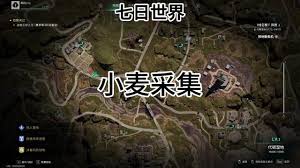 七日世界變異小麥位置在哪