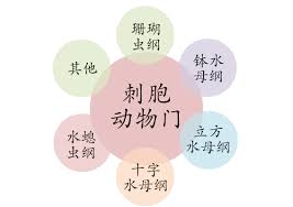 海蜇的刺細(xì)胞主要有啥功能