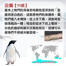 企鵝黑白兩色的配色有什么作用