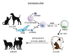 預(yù)言世界寵物如何融合