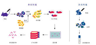 clone是什么及與cloning的區(qū)別