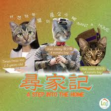差不多高手阿毛怎么樣