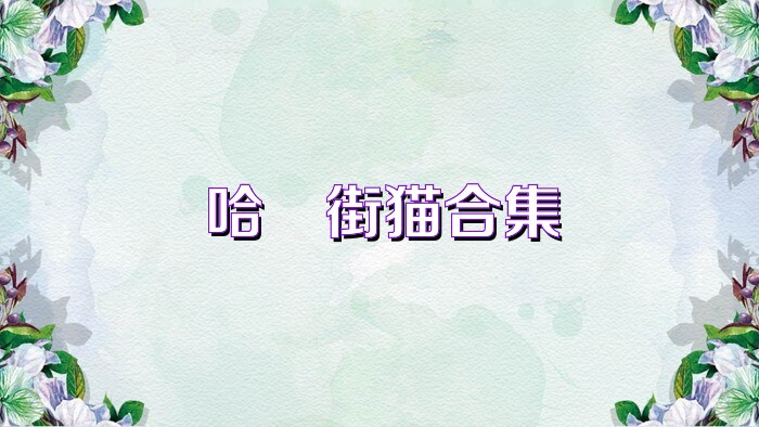 哈啰街貓合集